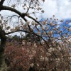 bbc cherry blossom 150 dpi 24